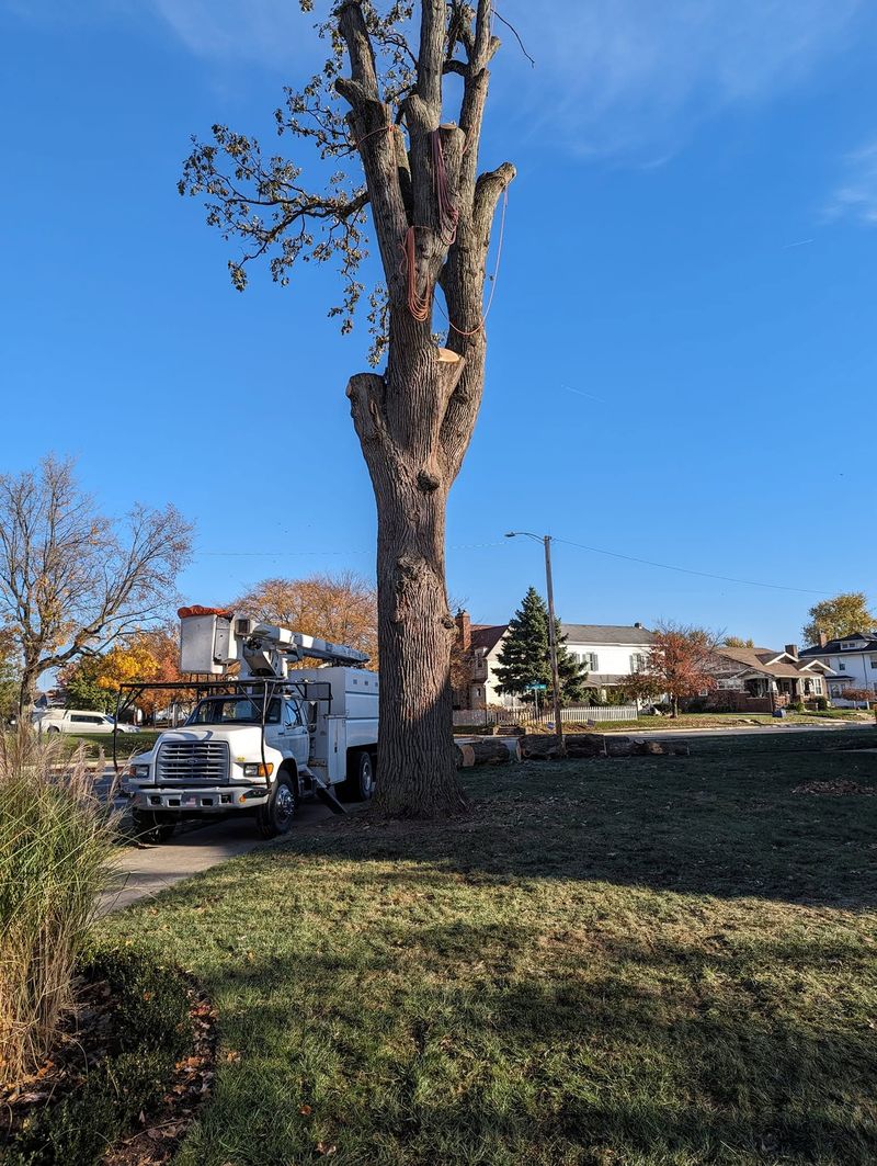 The same oak reduced to a bare trunk with a bucket truck alongside.