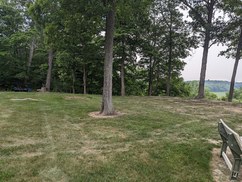 The same hillside cleared of brush, with grass and a view through the remaining trees.