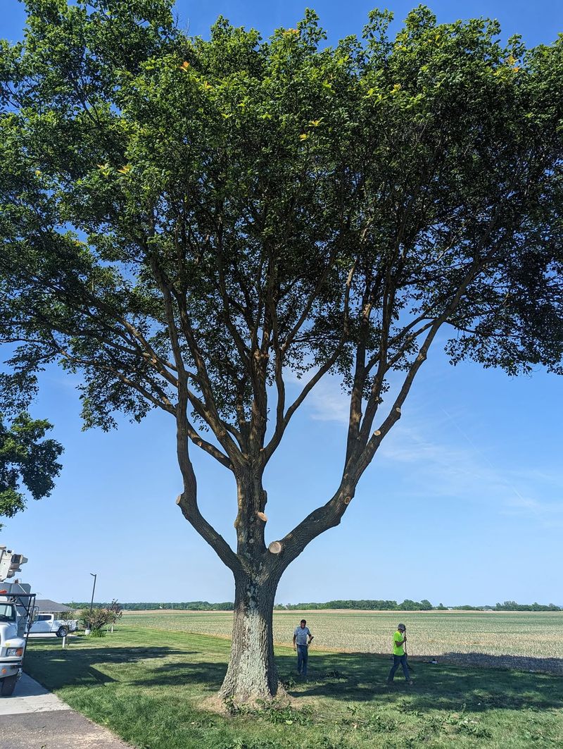 Two crew members standing under a large tree with a clean, raised crown.