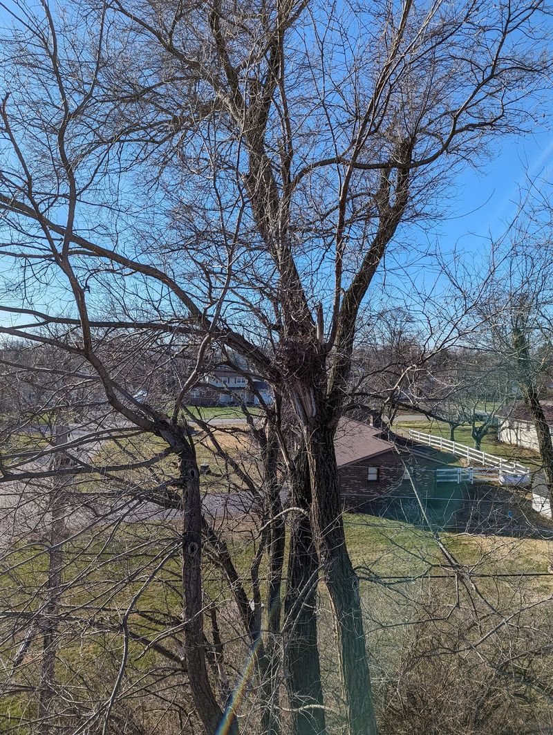 A bare elm standing close to overhead power lines.